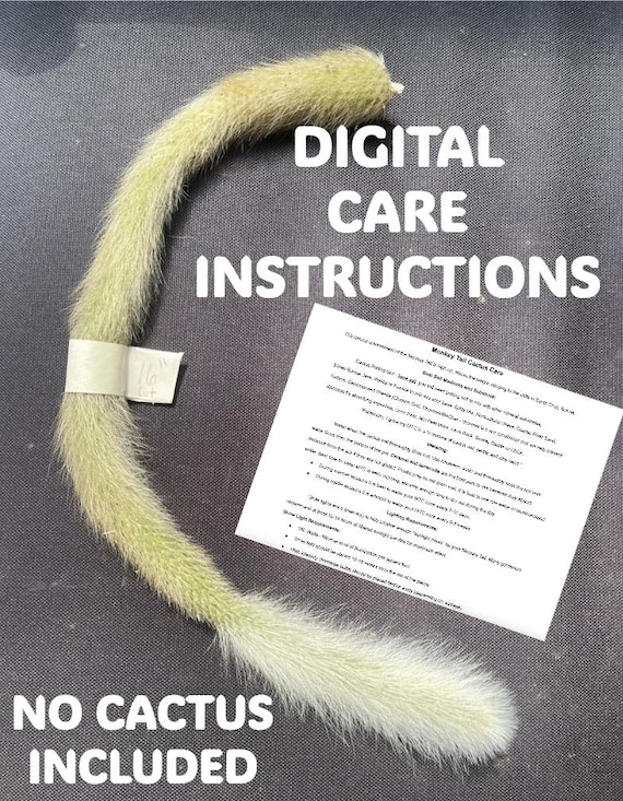 Monkey Tail Cactus Care Instructions - Etsy
