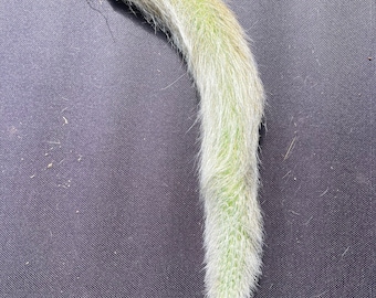 Full Sized Monkey Tail Cactus - Extra Thick and Hairy