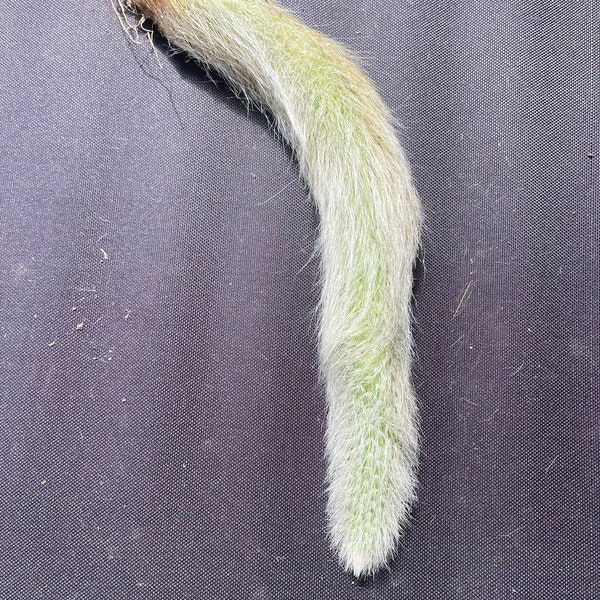 Full Sized Monkey Tail Cactus - Extra Thick and Hairy