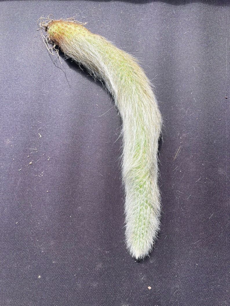Monkey tail