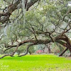 Live Oak Tree Wall Art Gift for Dad Home or Office Affordable Print Charleston Spanish Moss Oak Tree Decor Garden Artwork Gift Idea