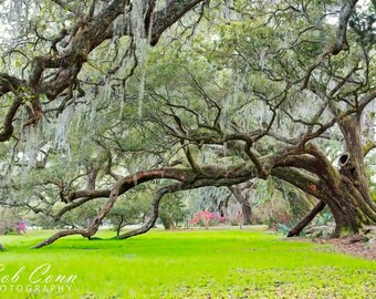 Live Oak Tree Canvas Print: Charleston Spanish Moss Artwork