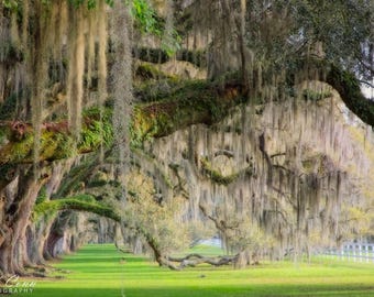 Live Oak Tree Archway Canvas Print: Nature Home Decor