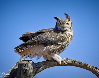 Majestic Owl Canvas Print: Wildlife Home Decor, Nature Lover Gift