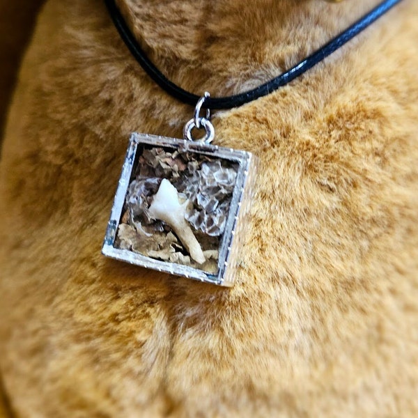 Deer tooth shadow box necklace