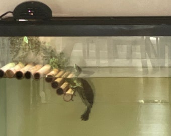 May include: A turtle swimming in a glass tank with a bamboo platform and a rock at the bottom.