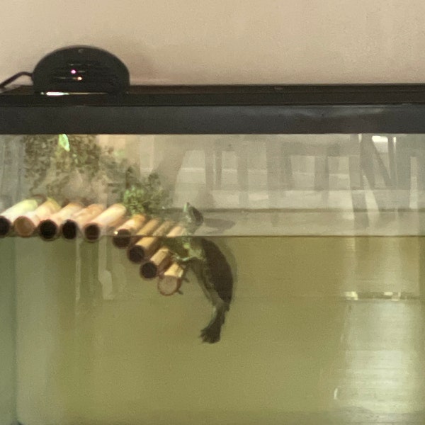 Turtle Tank Decor Etsy