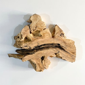22&quot; Olive Wood Slab: Live Edge Raw Wood for DIY Art