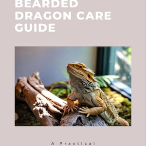 Op de afbeelding: Een digitale gids getiteld BEGINNER BEARDED DRAGON CARE GUIDE met de ondertitel A Practical Beginner's Survival Guide And Printable Care Pack. De afbeelding toont een oranje en beige baardagaam op een stuk drijfhout.