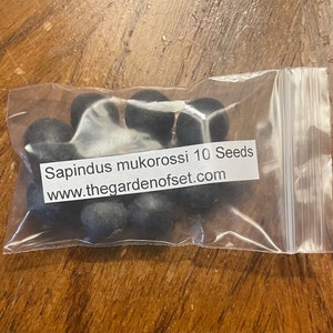 Sapindus mukorossi 10 Seeds - Indian Soapberry Tree