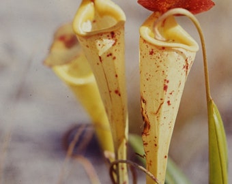 Nepenthes Madagascariensis 25 Seeds - Pitcher Plant