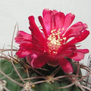 Gymnocalycium oenanthemum 100 semillas
