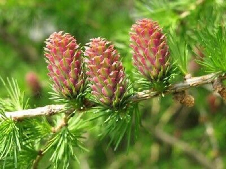 Larix decidua 100 Seeds European Larch image 2