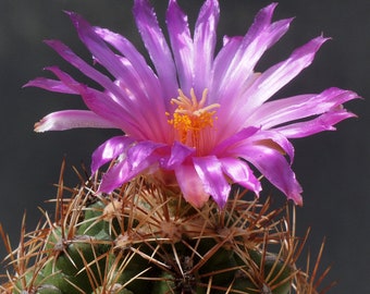 Thelocactus leucacanthus v. schmollii 25 Seeds