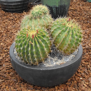 Echinocactus electracanthus 25 Seeds