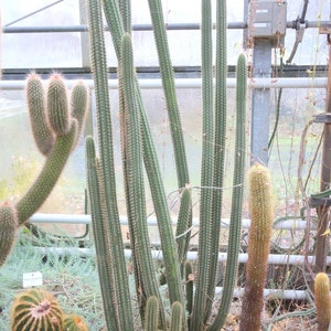 Cleistocactus morawetzianus 100 semillas