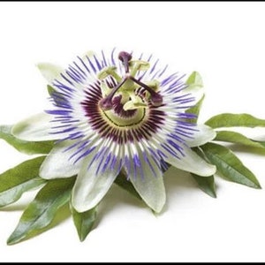 Passiflora edulis 20 Samen - Rote Passionsfrucht