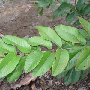 Psidium guajava 100 Seeds - Common Guava