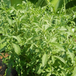 Stevia rebaudiana 500 Seeds - Sweet Leaf