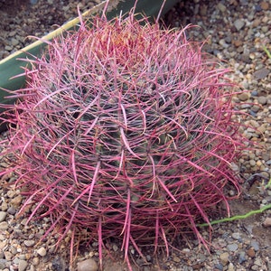 Ferocactus cylindraceus 100 Seeds - Spiny Barrel Cactus