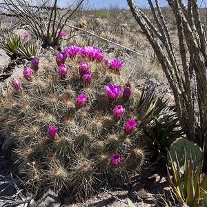 Echinocereus stramineus 100 semillas - Cactus erizo de color paja