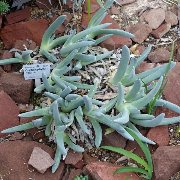 Cephalophyllum pillansii 25 seeds