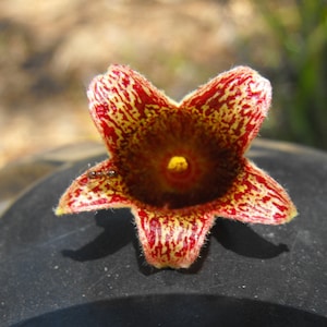 Brachychiton populneus 20 Seeds - Kurrajong