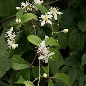 Clematis virginiana 1,000 Seeds - Lover&#39;s Vine