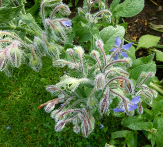 Semi Di Borragine (Borago Officinalis) - 50 Semi, Non Ibridi - Foto 4
