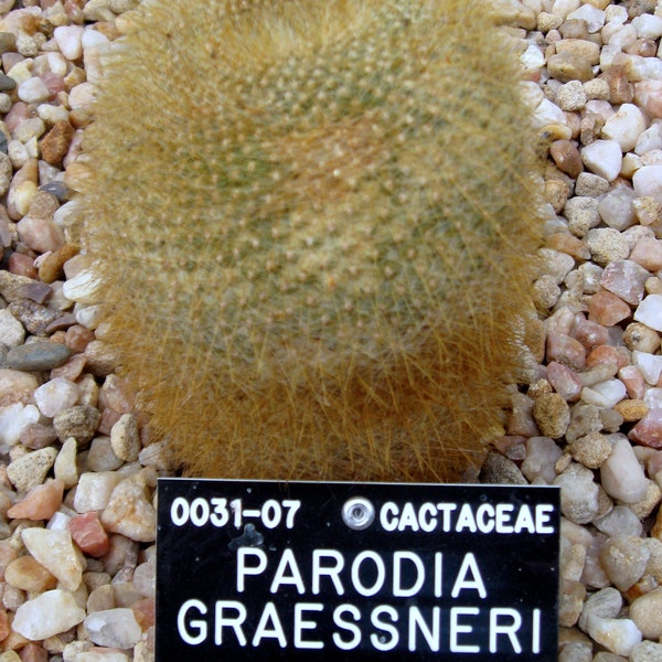 Parodia haselbergii subs. graessneri 25 Seeds - Brasilicactus graessneri