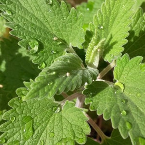 Nepeta cataria 100 Seeds Catnip image 2