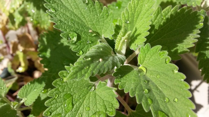 Nepeta cataria 100 Seeds Catnip image 2