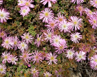 Drosanthemum floribundum 100 Seeds - Rodondo Creeper