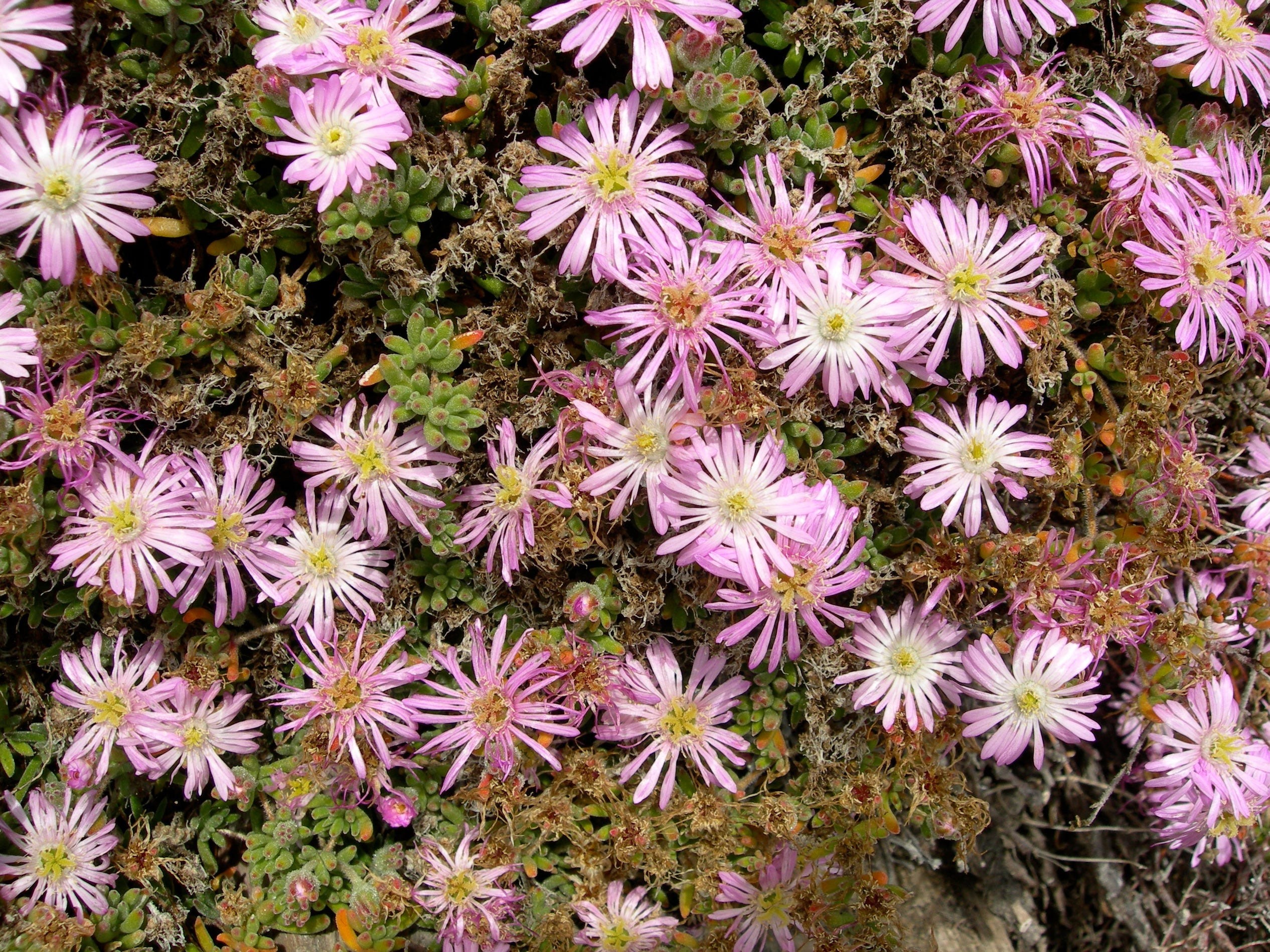 Drosanthemum floribundum 25 Seeds - Rodondo Creeper