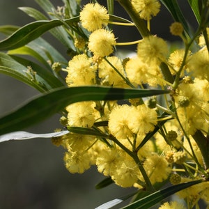 Acacia saligna 25 Seeds - Coojong