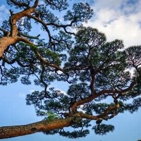 Pinus thunbergii 25 Seeds - Japanese Black Pine