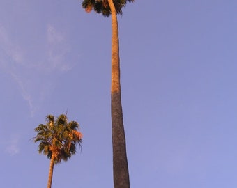 Washingtonia robusta 25 Seeds - Mexican Fan Palm