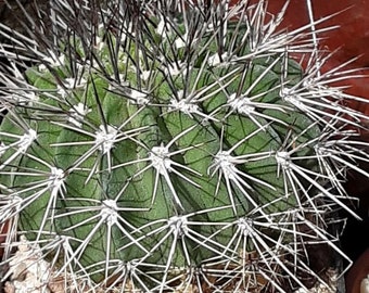 Acanthocalycium klimpelianum 25 graines - Cactus à fleurs de lilas Spinney