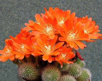 Rebutia spinosissima 25 Seeds - Flame Crown