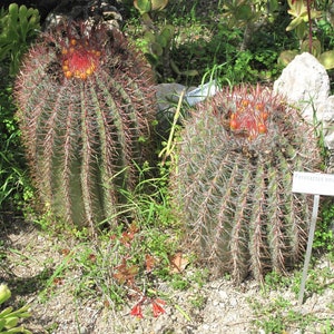Ferocactus emoryi 100 semillas - Amigo del viajero