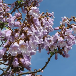 Paulownia Tomentosa 500 Seeds - Empress Tree