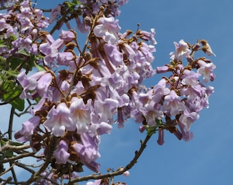 Paulownia Tomentosa 500 graines - Arbre impératrice