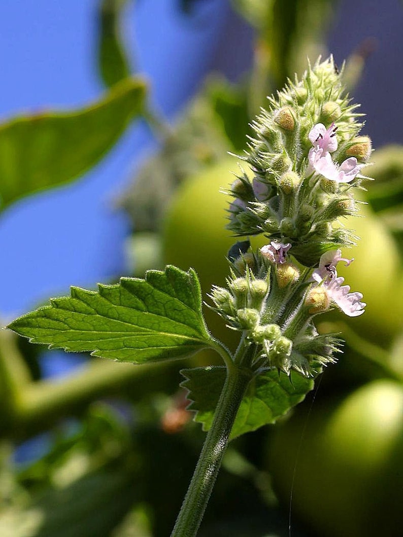 Nepeta cataria 100 Seeds Catnip image 1