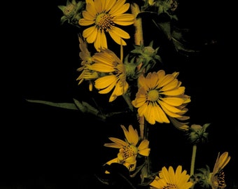 Silphium laciniatum 25 Seeds - Compass Plant