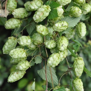 Humulus lupulus 50 Seeds - Hops