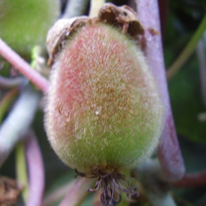 Actinidia deliciosa 20 Seeds - Kiwifruit
