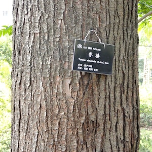 Toona sinensis 100 Seeds - Chinese cedar