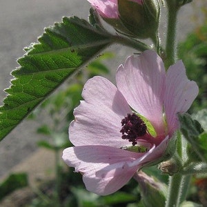 Althaea Officinalis 500 Seeds Marshmallow image 3