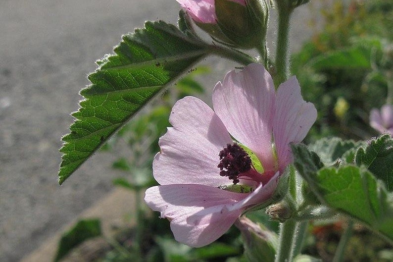 Althaea Officinalis 500 Seeds Marshmallow image 3
