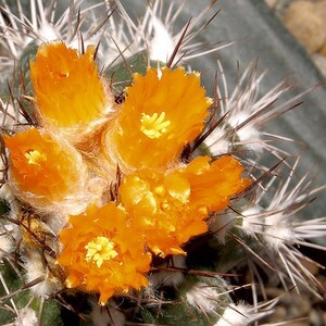 Parodia cardenasii 25 Seeds Parodia formosa image 3